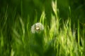 Dandelion white flower