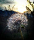 Dandelion white flower naturally with sunset