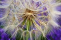 Dandelion white flowers over lavender flowers