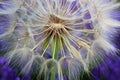 Dandelion white flowers over lavender flowers