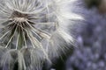 Dandelion white flowers over lavender flowers