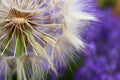 Dandelion white flowers over lavender flowers