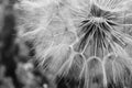 Dandelion white flowers over lavender flowers