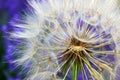 Dandelion white flowers over lavender flowers