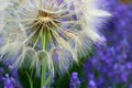 Dandelion white flowers over lavender flowers