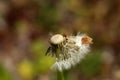 Dandelion white seeds closeup on blurry grass background