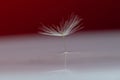 Dandelion on white, shiny surface with small droplets of water. Royalty Free Stock Photo