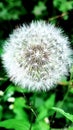 Dandelion wild flower