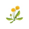 Dandelion Wild Flower Hand Drawn Detailed Illustration