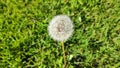 Dandelion is a wild flower very common in the forest Royalty Free Stock Photo