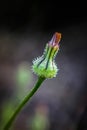 Dandelion wild flower West Australia