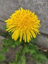 dandelion wild flower