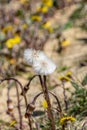 Dandelion wild flowers growing in dry arid environment of sand dunes Royalty Free Stock Photo