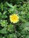 Dandelion, wild plants, beautiful yellow flowers at spring