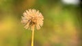 Dandelion