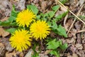 Dandelion Wildflowers, Taraxcum officinale