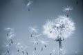 DANDELION IN THE WIND Royalty Free Stock Photo