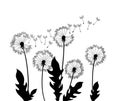 Dandelion wind blow background. Black silhouette with flying dandelion buds on a white. Abstract flying seeds Royalty Free Stock Photo