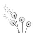 Dandelion wind blow background. Black silhouette with flying dandelion buds on a white. Abstract flying seeds Royalty Free Stock Photo