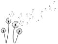 Dandelion wind blow background. Black silhouette with flying dandelion buds on white. Abstract flying blow dandelion