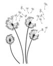 Dandelion wind blow background. Black silhouette with flying dandelion buds on white. Abstract flying seeds. Decorative