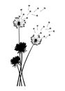 Dandelion wind blow background. Black silhouette with flying dandelion buds on white. Abstract flying seeds. Decorative