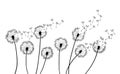 Dandelion wind blow background. Black silhouette with flying dandelion buds on a white. Abstract flying seeds. Floral