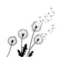 Dandelion wind blow background. Black silhouette with flying dandelion buds on a white. Abstract flying seeds. Floral