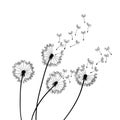 Dandelion wind blow background. Black silhouette with flying dandelion buds on a white. Abstract flying seeds. Floral Royalty Free Stock Photo