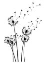 Dandelion wind blow background. Black silhouette with flying dandelion buds on white. Abstract flying blow dandelion