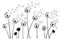 Dandelion wind blow background. Black silhouette with flying dandelion buds on white. Abstract flying seeds. Decorative