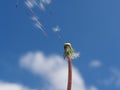 Dandelion wind