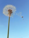 Dandelion Wind Polination