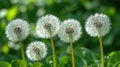 Dandelion in the Wind - Close-up of a Beautiful Pusteblume Flower Royalty Free Stock Photo