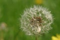 Dandelion Wish Royalty Free Stock Photo
