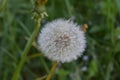 Dandelion with a wish