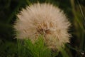 Dandelion wish nature wildlife plant Royalty Free Stock Photo