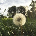 A dandelion wish and your dream comes true. Royalty Free Stock Photo