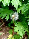 Dandelion Wisher Blown Away by the WInd