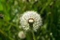 Dandelion Royalty Free Stock Photo