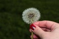 Dandelion in a woman`s hand on a green background. Fluffy dandelion seeds Royalty Free Stock Photo