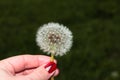 Dandelion in a woman`s hand on a green background. Fluffy dandelion seeds Royalty Free Stock Photo