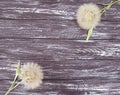 Dandelion on a wooden background Royalty Free Stock Photo