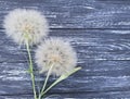 Dandelion delicate season antique scene summer softness on a wooden background flimsy Royalty Free Stock Photo