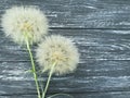 Dandelion delicate season antique scene old summer softness on a wooden background flimsy