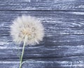 Dandelion delicate season antique scene fragility old summer softness on a wooden background flimsy