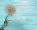 Dandelion delicate season card antique holiday scene fragility old summer softness on a wooden background flimsy Royalty Free Stock Photo