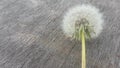 Dandelion on a wooden table. Background of a tree and a dandelion