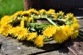 Dandelion wreath lying on wooden horse cart