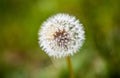 Dandelion (clock) seeds